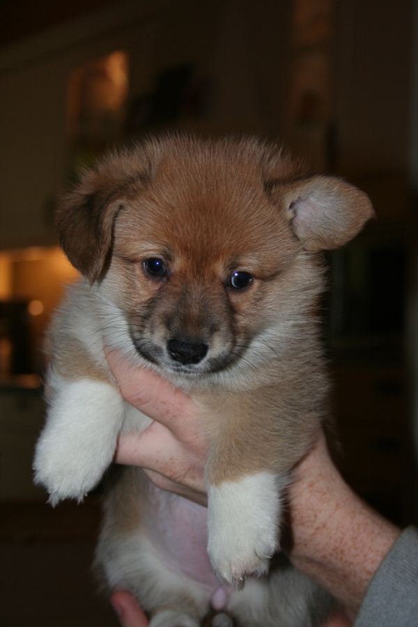 Puppies